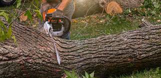 Best Tree Mulching  in Brookhaven, PA