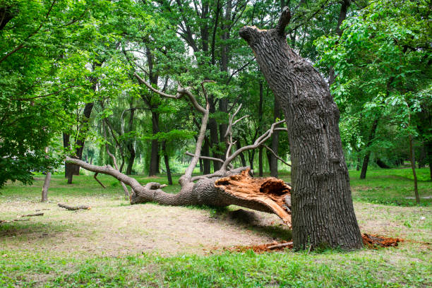 Best Tree Risk Assessment  in Brookhaven, PA