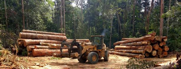 How Our Tree Care Process Works  in  Brookhaven, PA