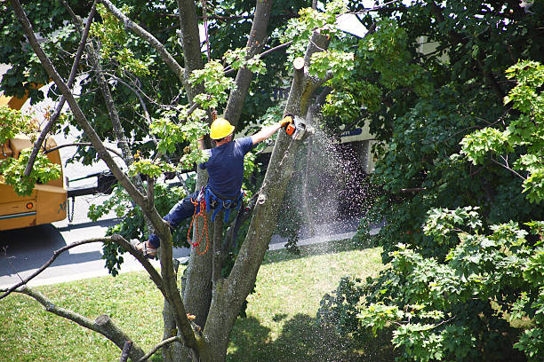 Best Tree Removal  in Brookhaven, PA