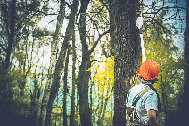 Best Tree Preservation Services  in Brookhaven, PA