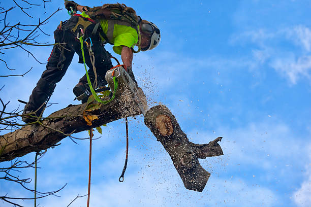 Best Emergency Tree Removal  in Brookhaven, PA
