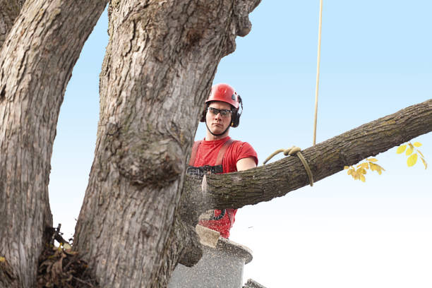 Trusted Brookhaven, PA Tree Care Experts